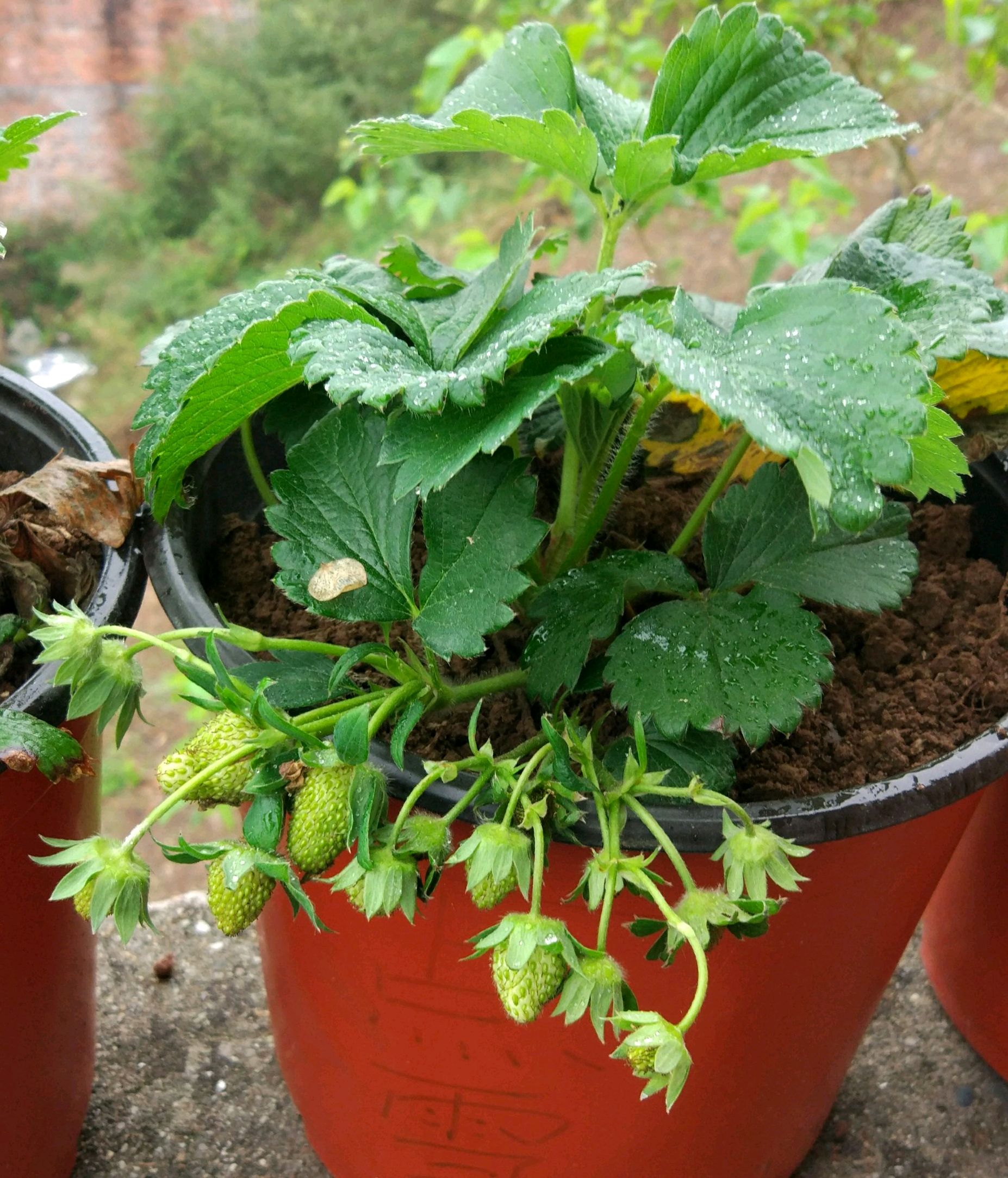 阳台种草莓注意4个小技巧疯狂走茎开花多结果满盆