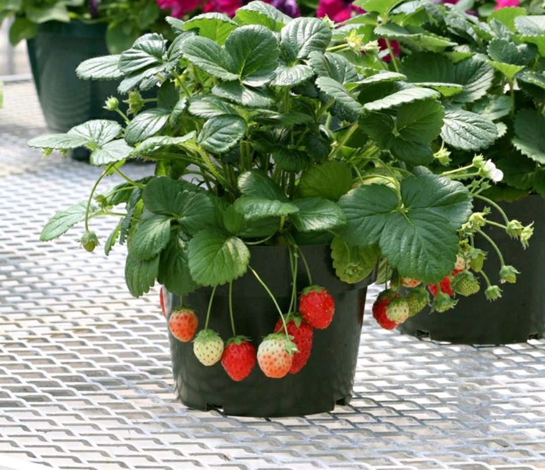 敲重点:阳台上种草莓盆栽已经不是什么新鲜事,市场上卖的草莓贵的吓人