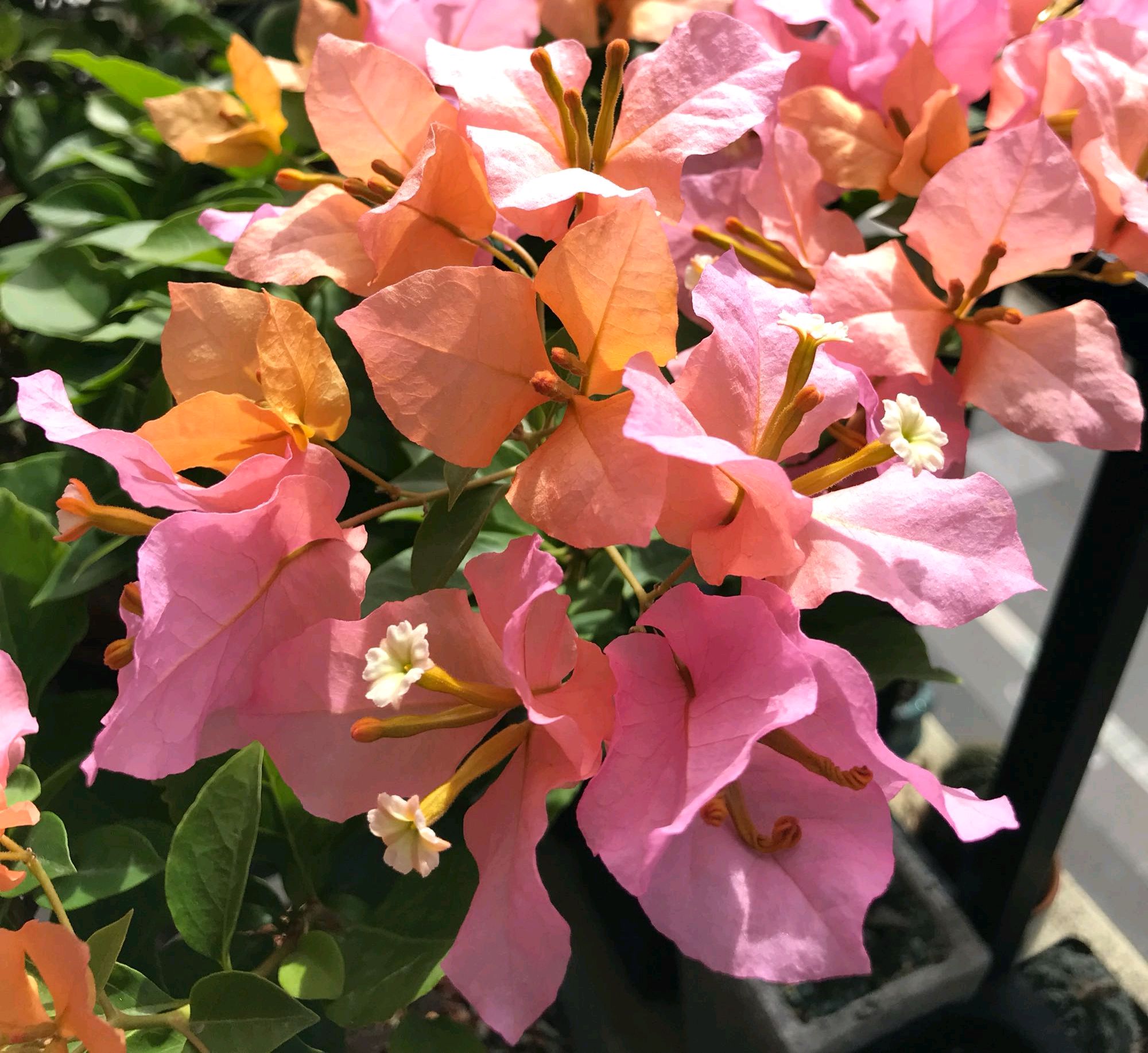 三角梅是变色龙完美记录三角梅花朵的色彩渐变过程太美了