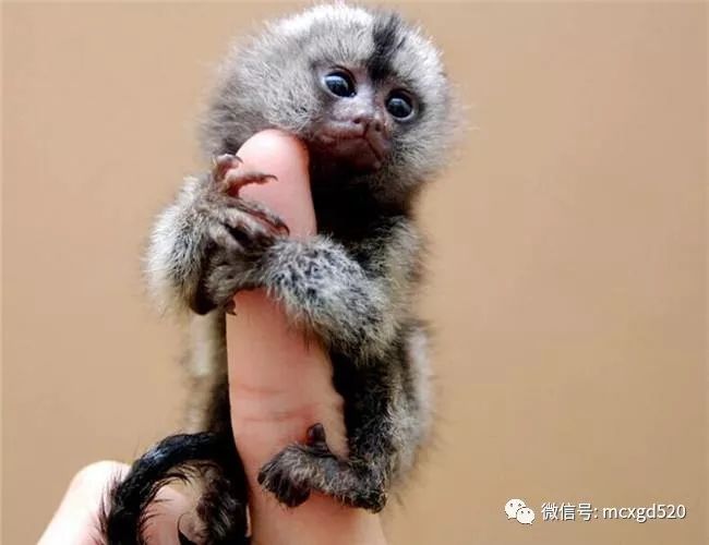 哇咔咔好小的猴子指猴