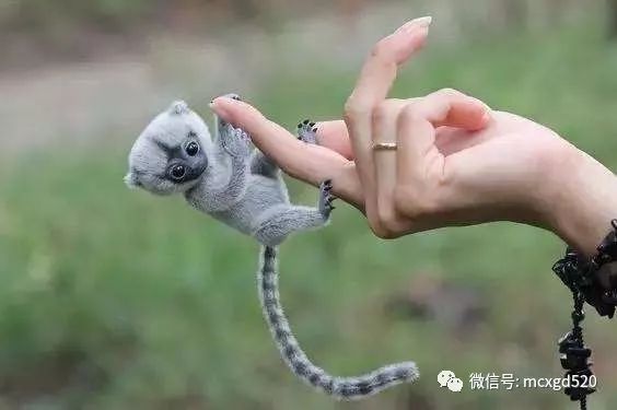 哇咔咔好小的猴子指猴