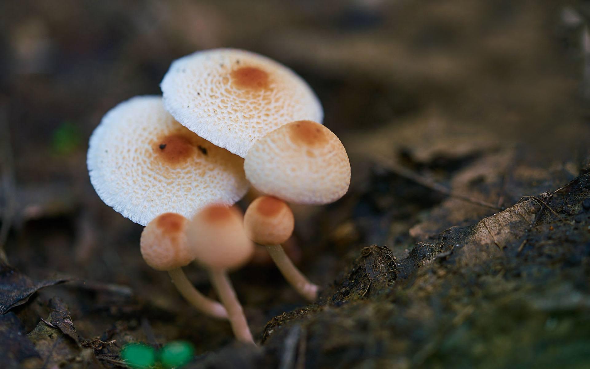 多雨季节,随处可见的小蘑菇要怎么拍?小蘑菇也能拍梦幻大片