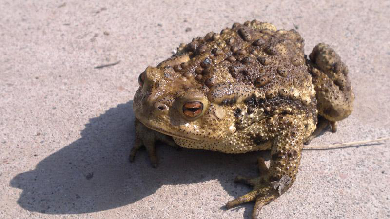 头宽大于头长,吻端圆,吻棱显著,颊部向外侧倾斜,鼻间距略小于眼间距