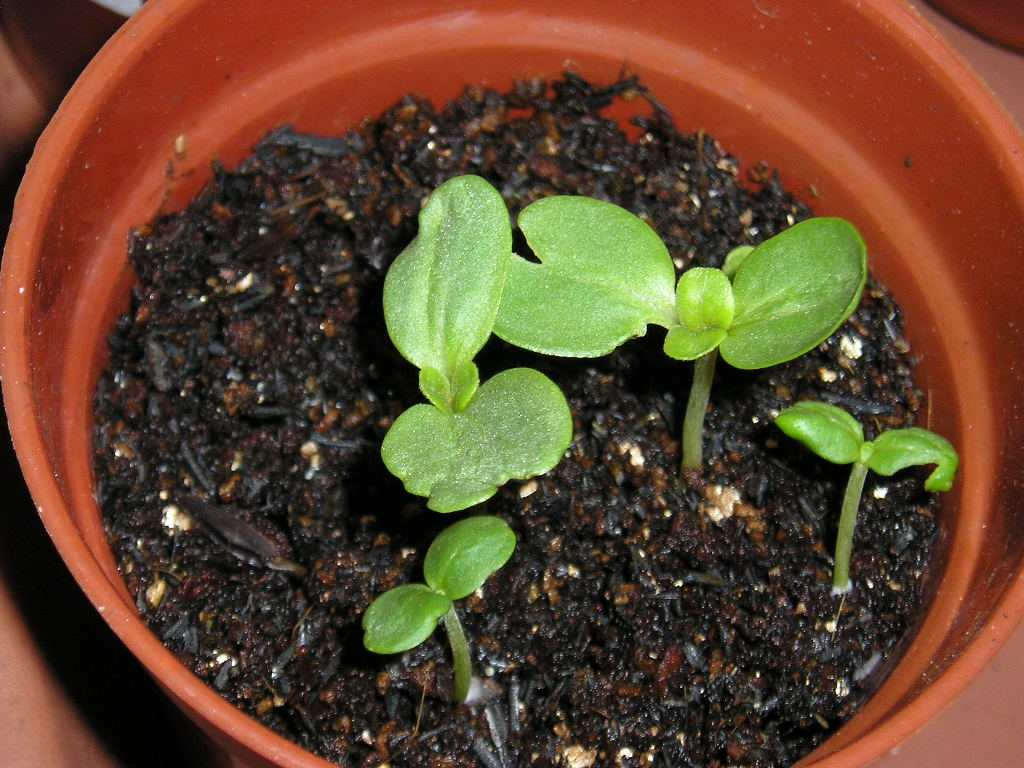 吃完饭出门散步没想到摘了满满一兜小种子撒土里开花能赏仨月