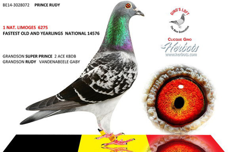 盖比继闪电号后的最强种公鲁迪