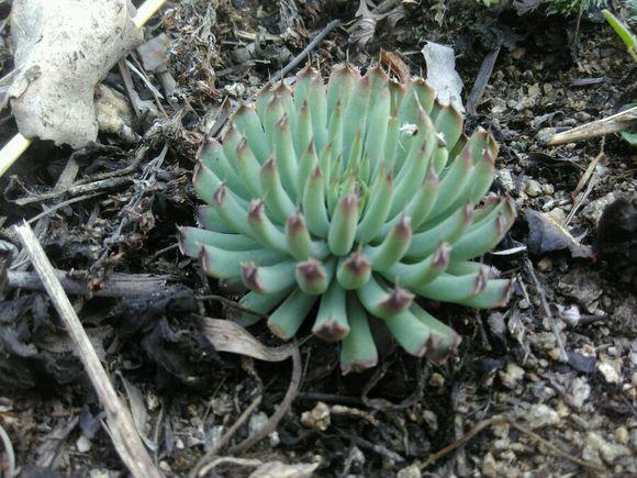 路边的多肉不要挖看准品种挖到炸弹得不偿失