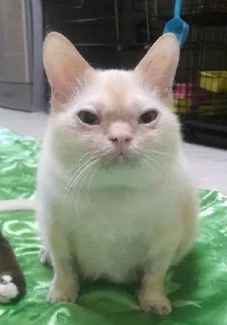 全网都在举办最丑猫猫大赛网友参赛照片太辣眼睛
