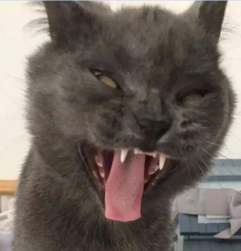 全网都在举办最丑猫猫大赛网友参赛照片太辣眼睛