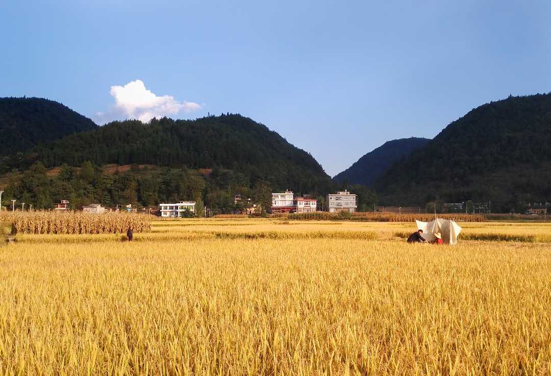 「经济日报」今年粮食有望再获丰收 预计大豆面积增加1千万亩