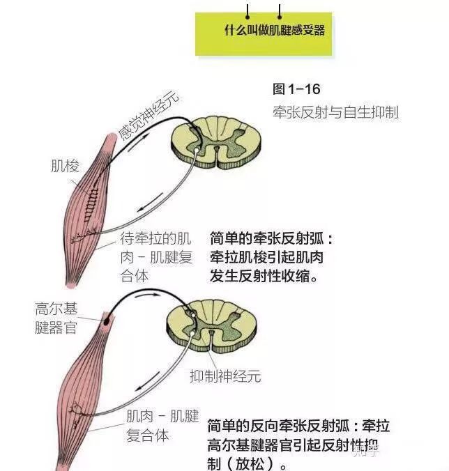 高尔基腱器官图片