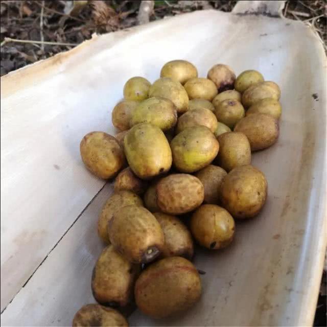 秋游腾冲有吃不尽的野果这是大自然给予舌尖最美妙的馈赠