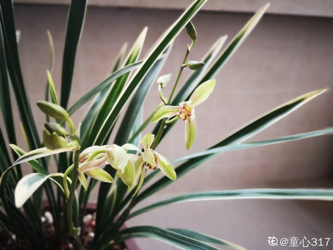 养花大全：兰花现在不能乱浇水，湿度控不好，想养好都难！