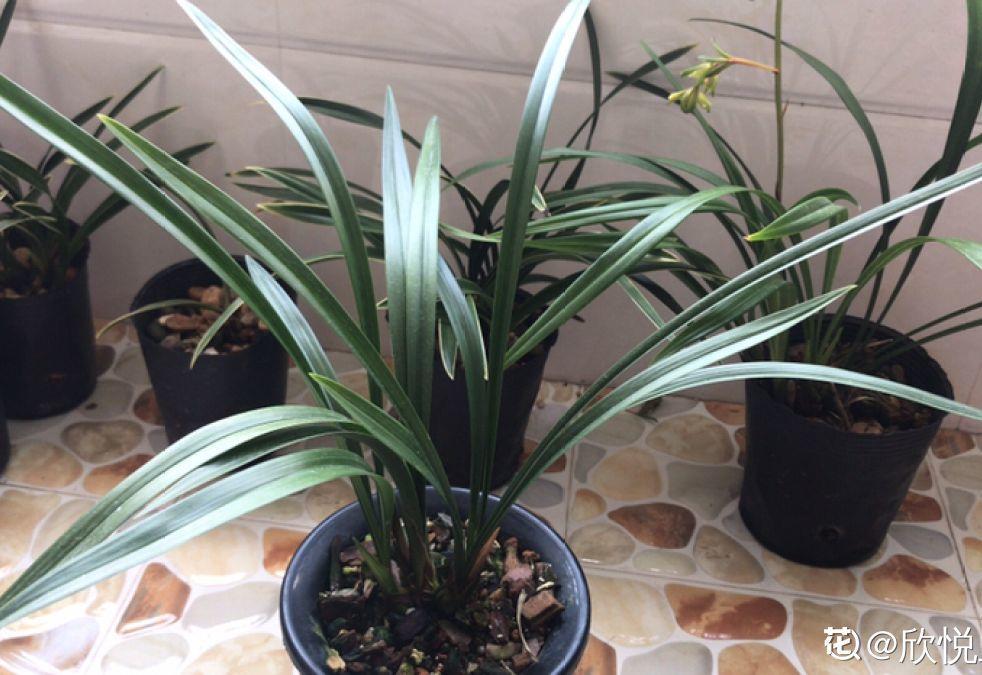 养花大全：兰花现在不能乱浇水，湿度控不好，想养好都难！