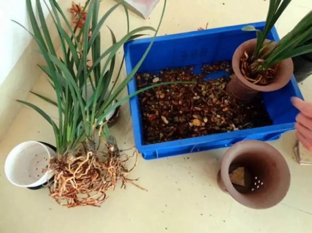 养花大全：兰花现在不能乱浇水，湿度控不好，想养好都难！