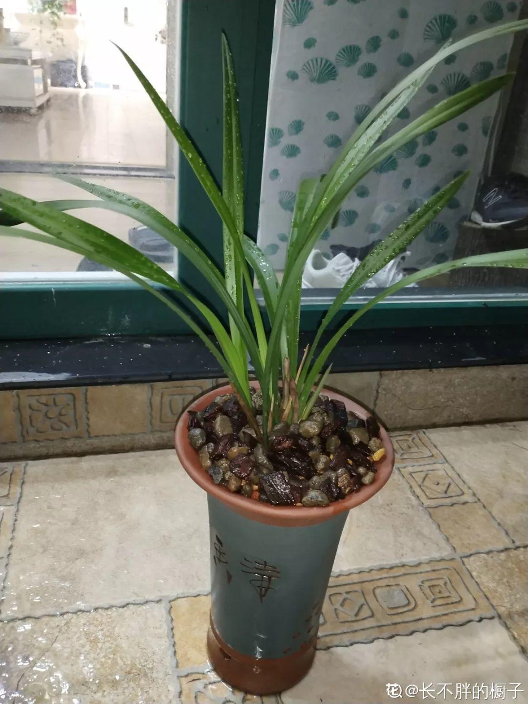 养花大全：兰花现在不能乱浇水，湿度控不好，想养好都难！