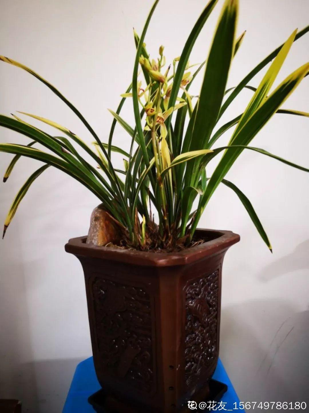 养花大全：兰花现在不能乱浇水，湿度控不好，想养好都难！