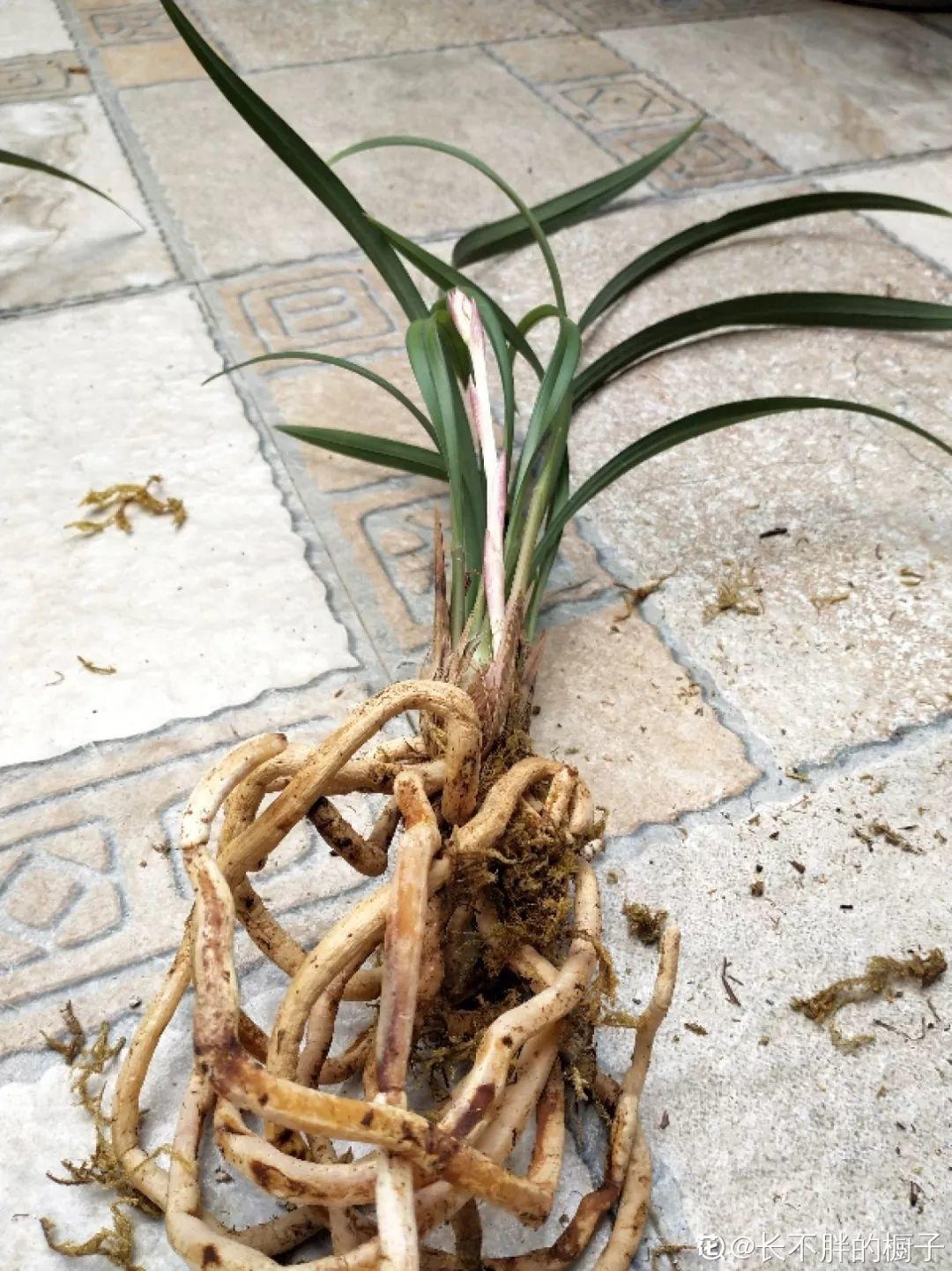 养花大全：兰花现在不能乱浇水，湿度控不好，想养好都难！