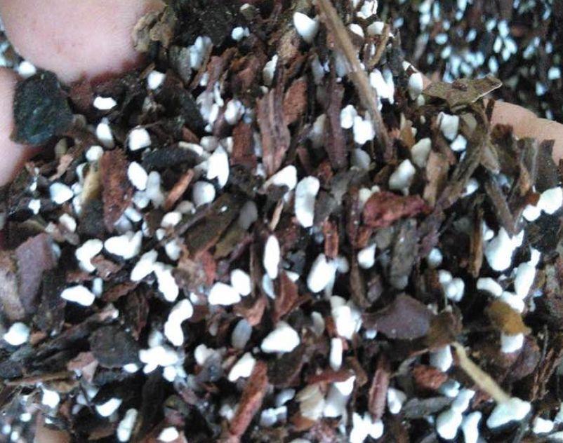 养花大全：兰花现在不能乱浇水，湿度控不好，想养好都难！