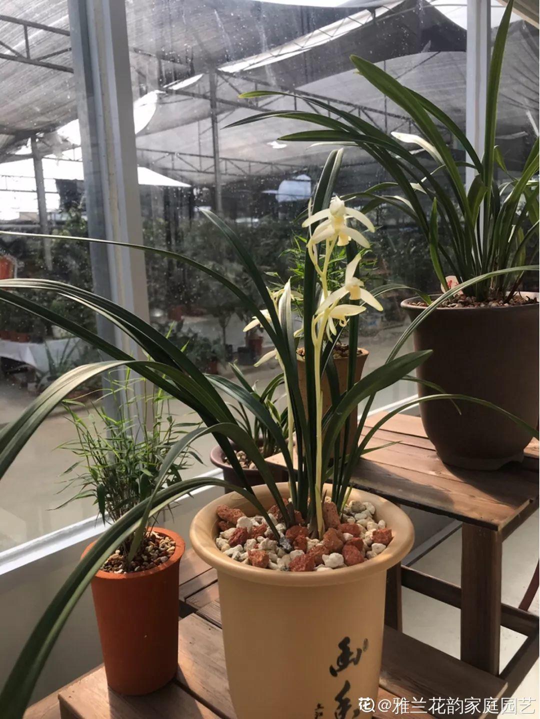 养花大全：兰花现在不能乱浇水，湿度控不好，想养好都难！
