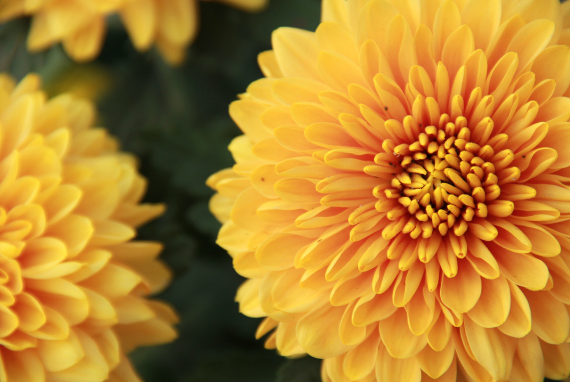 菊之美要怎么拍手把手教你拍出惊艳唯美的菊花