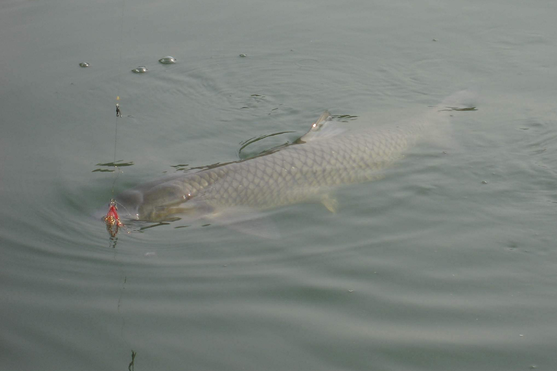 秋季钓青鱼技巧南北方青鱼食性和钓法的差异