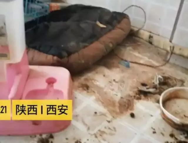 「半岛晨报」看吐了！百万粉丝网红租房到期失联，房东打开门……