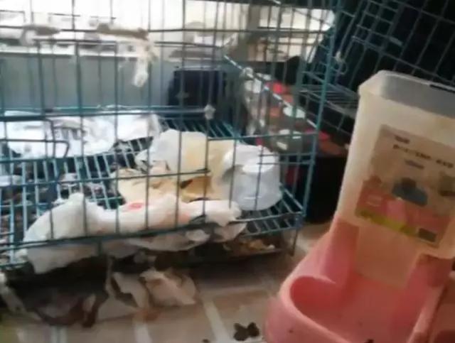 「半岛晨报」看吐了！百万粉丝网红租房到期失联，房东打开门……