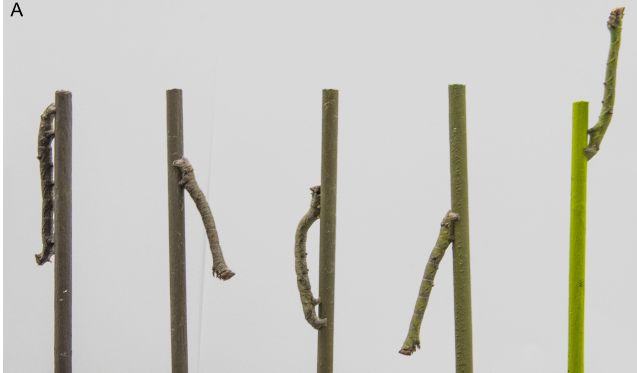 为了更像一根枝条,桦尺蠖除了会变颜色外,还会把腰板挺直,模拟一根