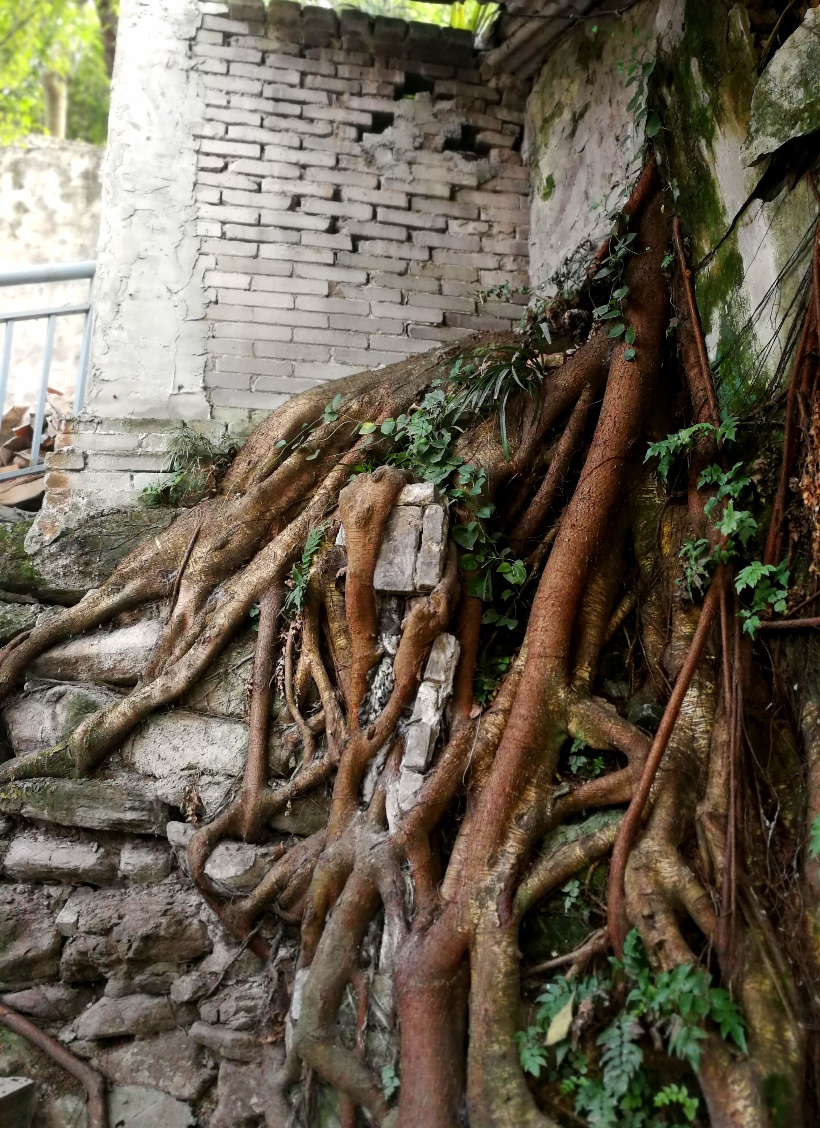 长在石头砖缝中的黄葛树根