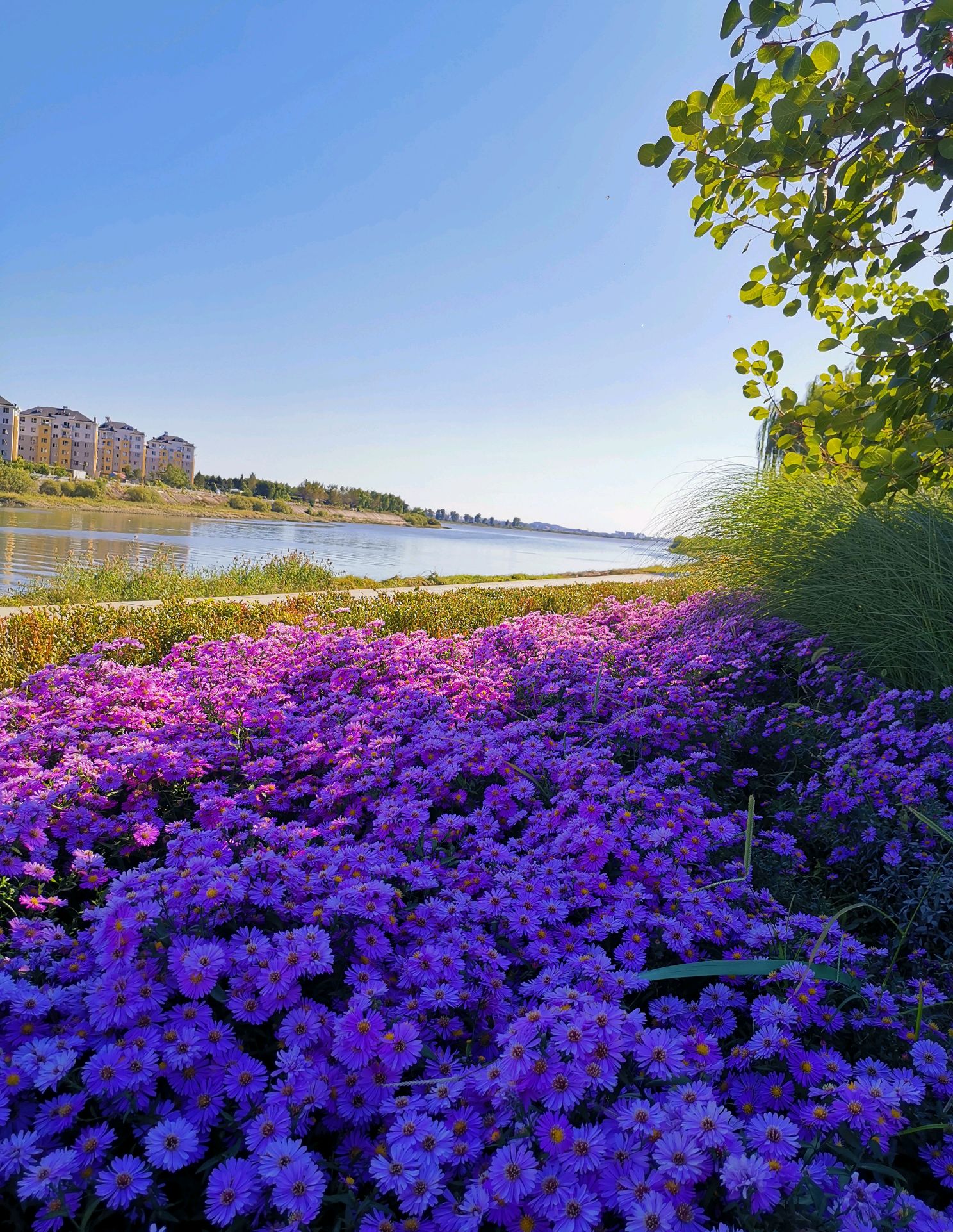 秋分漫游江畔被那花彩的景色迷住了