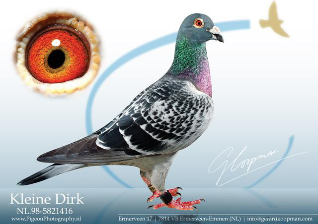 世界级名鸽小迪克