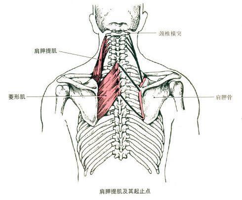 求实瑜伽丨别把翼状肩胛当作会飞的翅膀附理疗瑜伽方法
