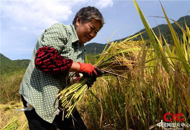 2019年9月23日,村民在文笔村有机稻谷示范园里收割金灿灿的稻谷,庆祝