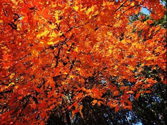 午間的陽,晚間的月給你藍天的白雲,田間的花朵,秋月的紅葉願你擁有