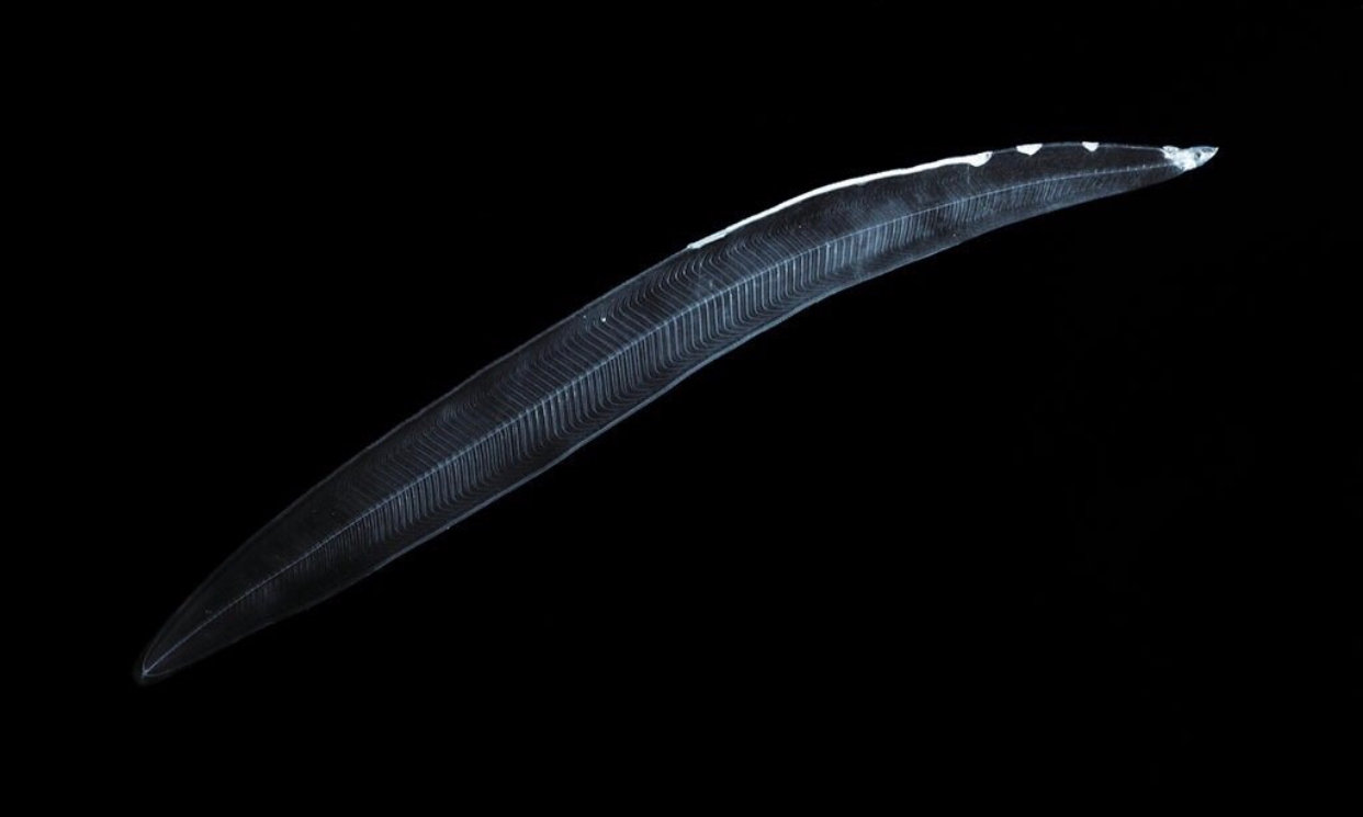 鳗鱼在发育过程中,会经历一个被称为"柳叶鳗"的时期.