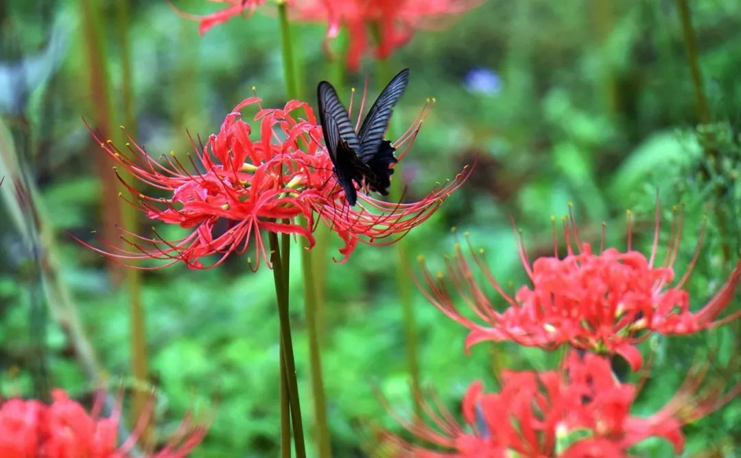 也是传说中的曼珠沙华这种花叫作彼岸花竟有一片盛开的