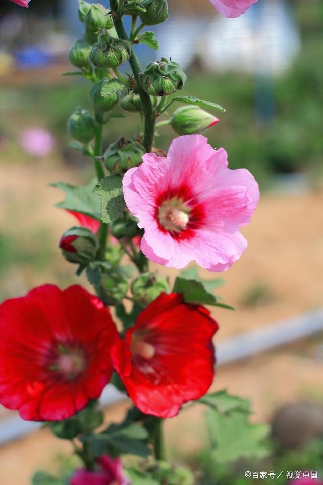 这4种花名字又俗气又土但一开花却惊艳四方花期长还超级好养活