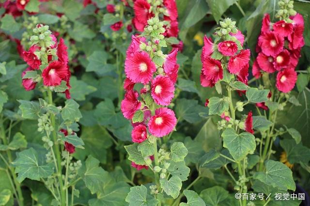 这4种花名字又俗气又土但一开花却惊艳四方花期长还超级好养活