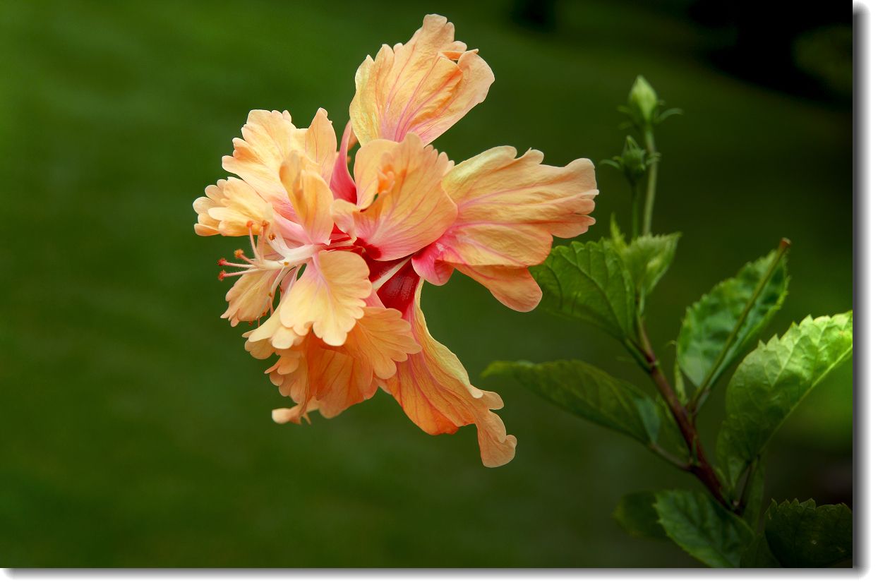 这4种花名字又俗气又土但一开花却惊艳四方花期长还超级好养活