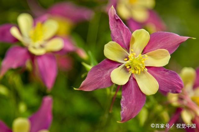 这4种花名字又俗气又土但一开花却惊艳四方花期长还超级好养活