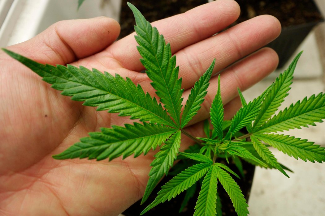 环球时报@澳洲首都堪培拉通过大麻合法化法案，允许成人拥有50克大麻