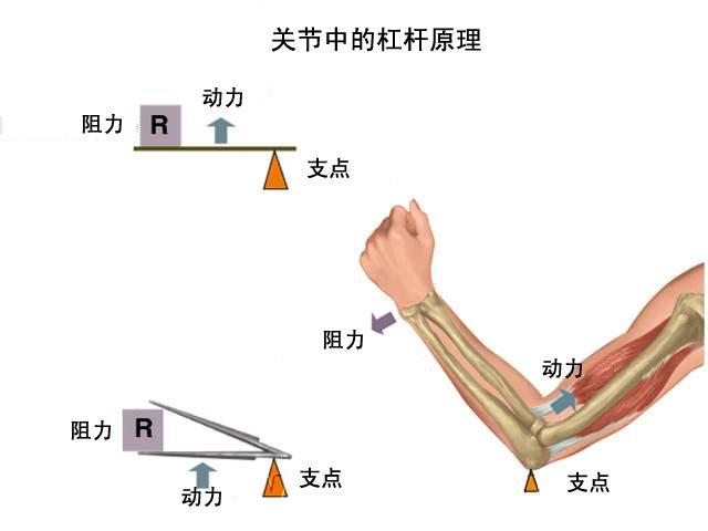 坚持用臂力器锻炼手臂肌肉,能获得什么效果呢?