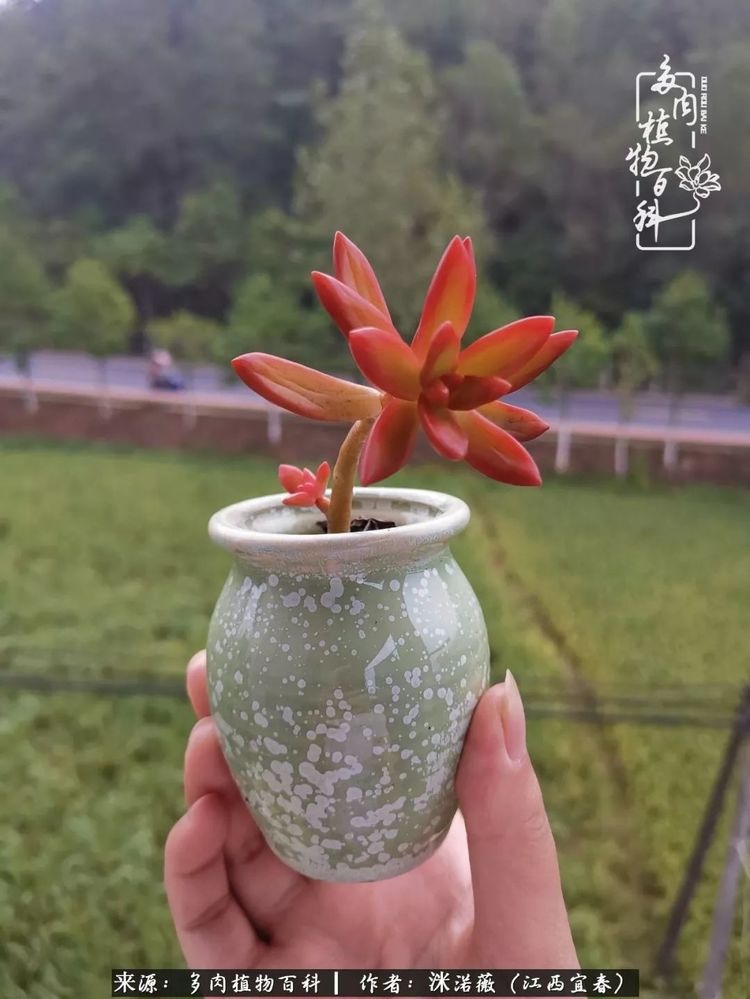 [多肉植物百科]夏季已过，秋日说说渡劫后的那些肉坚强们！