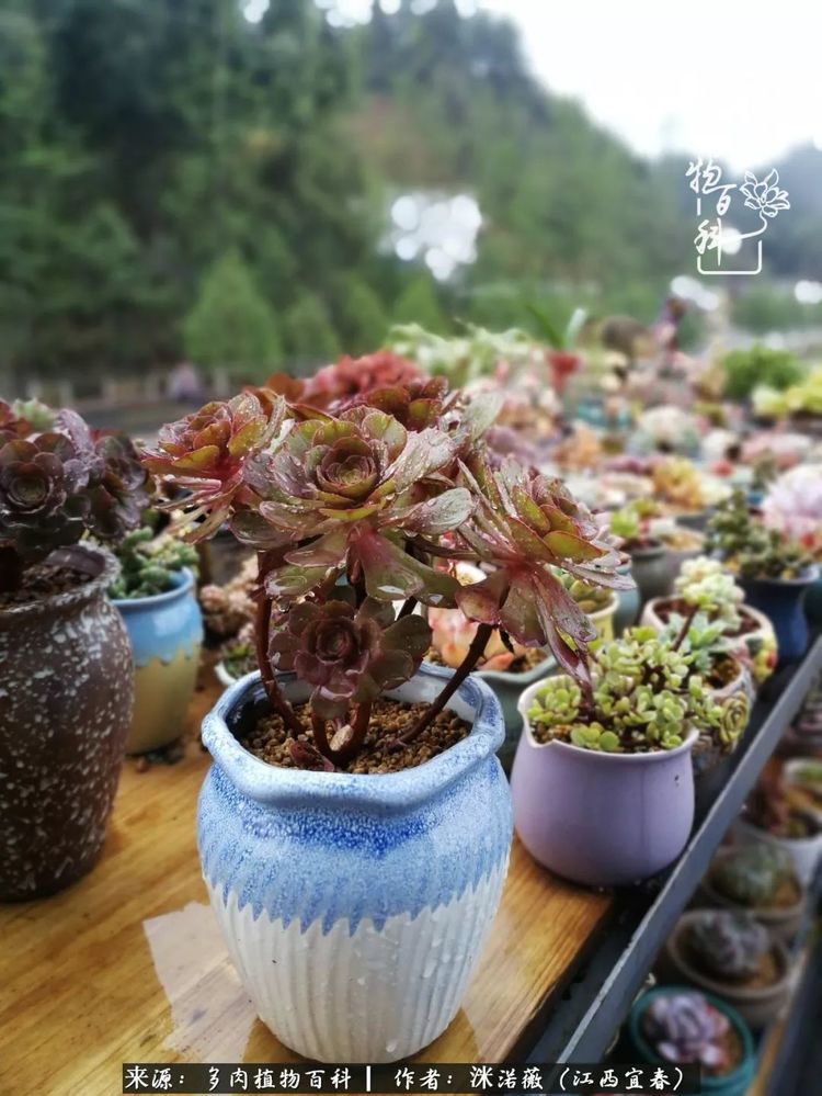 [多肉植物百科]夏季已过，秋日说说渡劫后的那些肉坚强们！