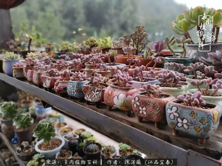 [多肉植物百科]夏季已过，秋日说说渡劫后的那些肉坚强们！