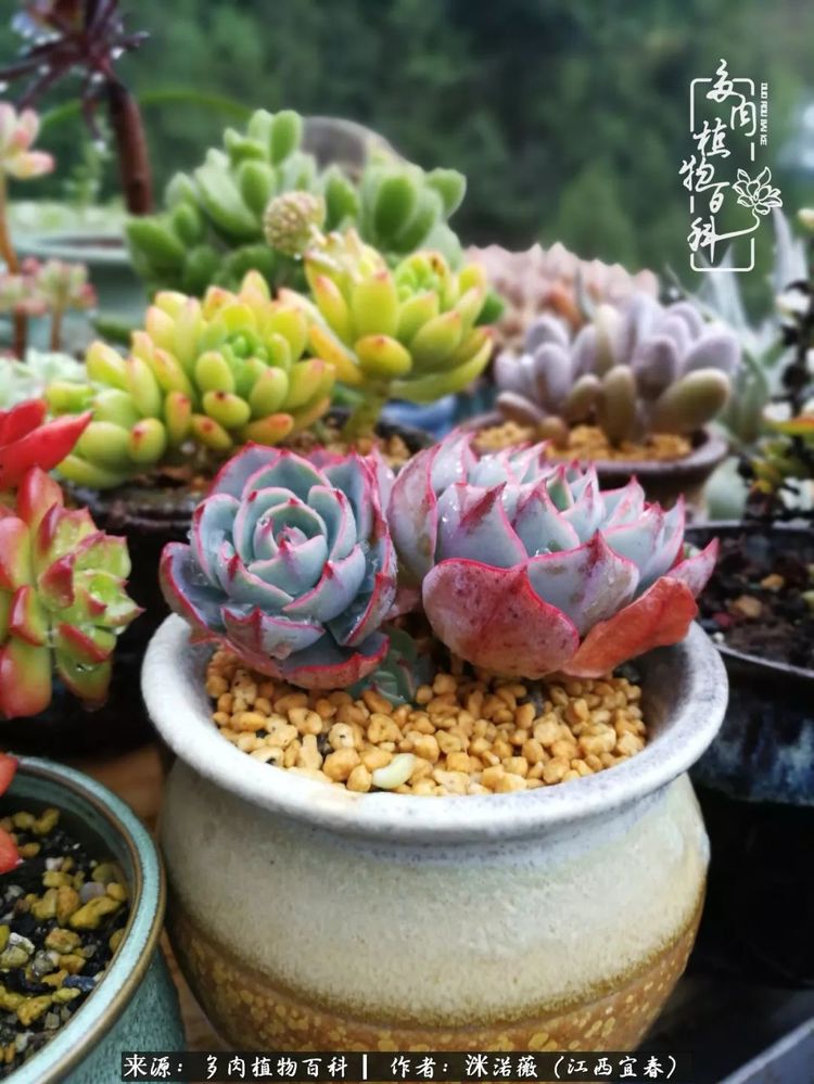 [多肉植物百科]夏季已过，秋日说说渡劫后的那些肉坚强们！