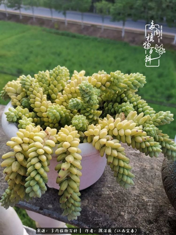[多肉植物百科]夏季已过，秋日说说渡劫后的那些肉坚强们！