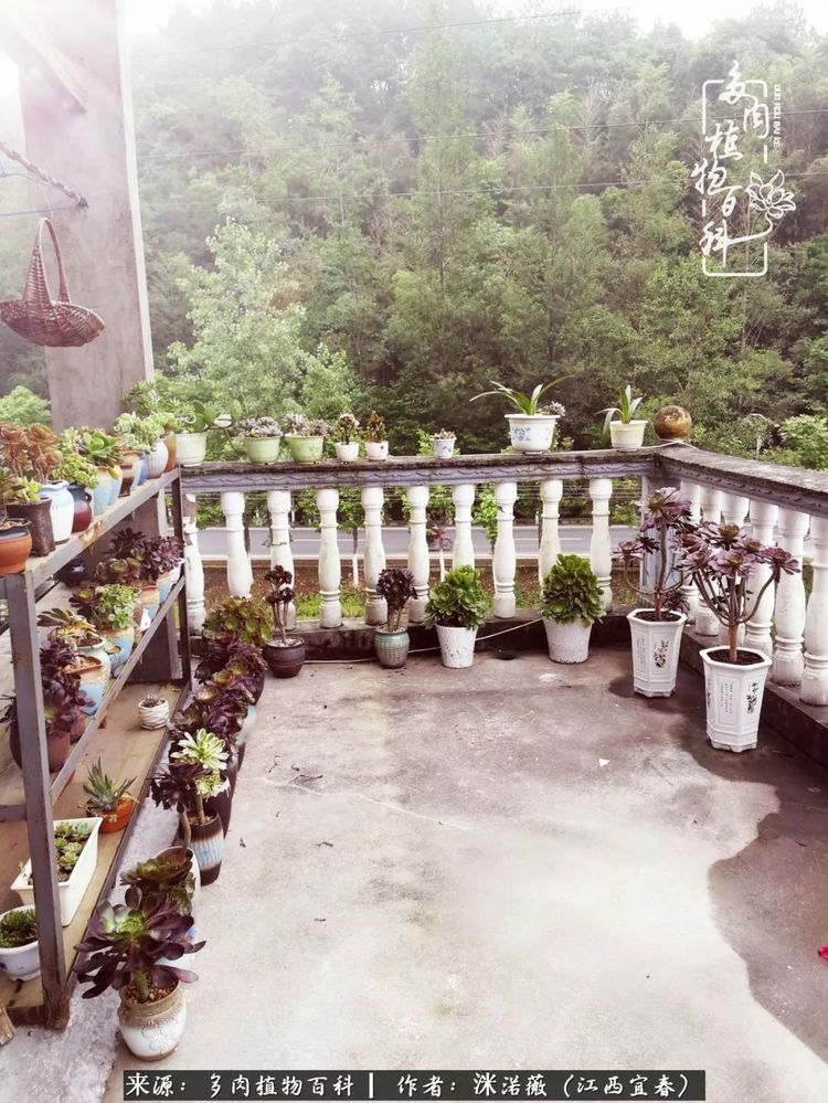 [多肉植物百科]夏季已过，秋日说说渡劫后的那些肉坚强们！