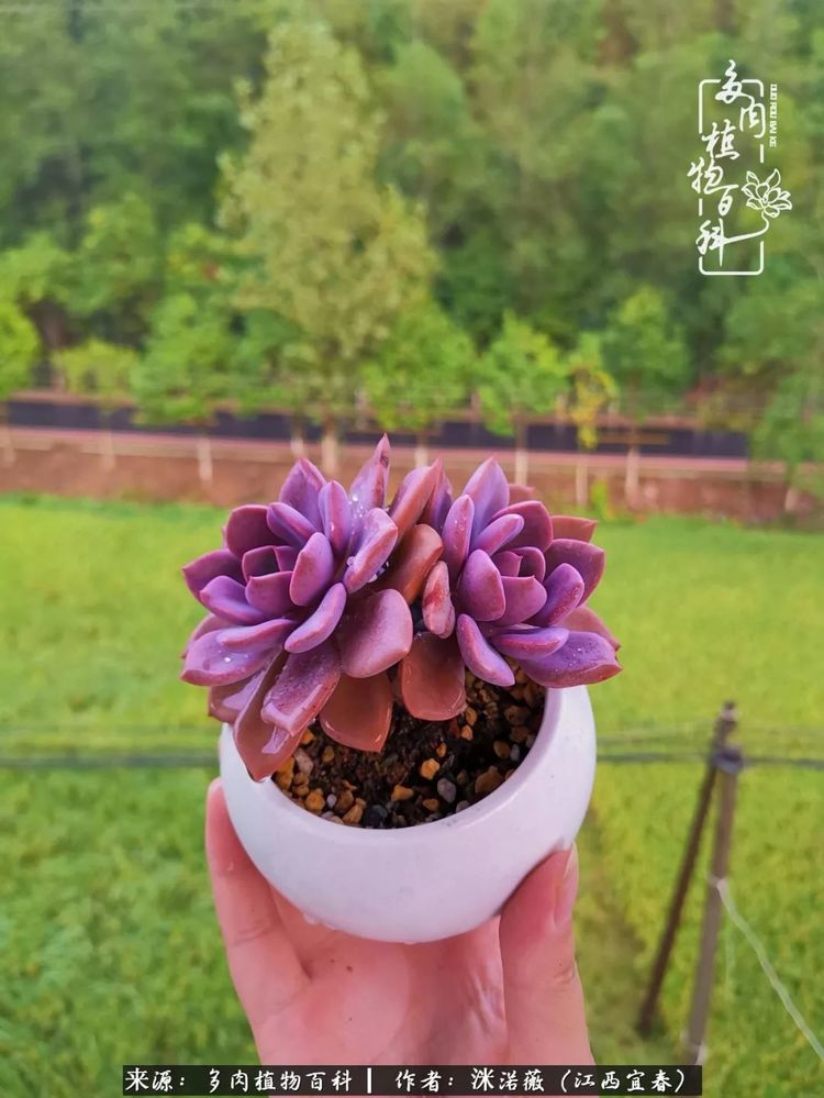 [多肉植物百科]夏季已过，秋日说说渡劫后的那些肉坚强们！
