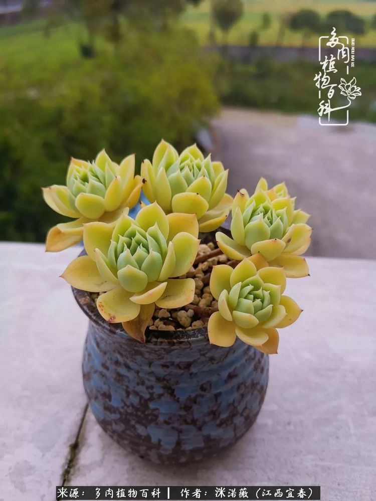 [多肉植物百科]夏季已过，秋日说说渡劫后的那些肉坚强们！
